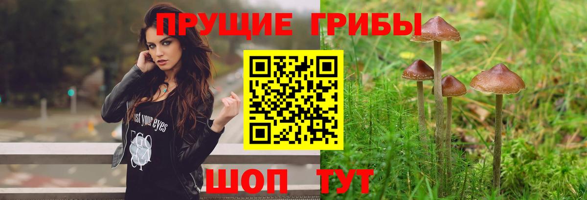 Псилоцибиновые грибы Cubensis  Вход с VPN  Кыштым 